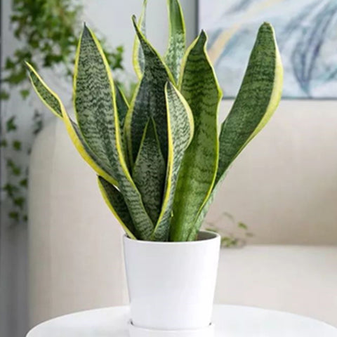snake plant