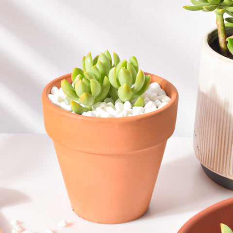 2-container-succulents-displayed-on-the-deck