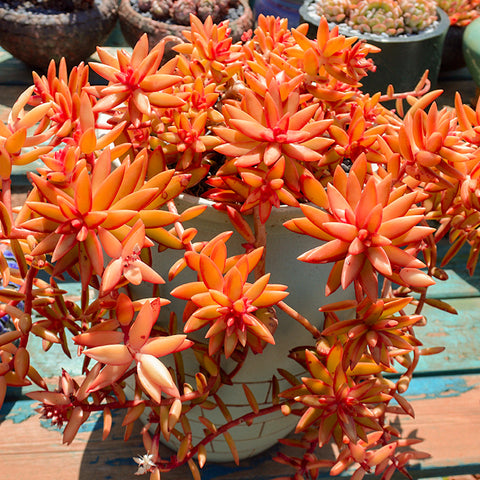 orange sedum succulents