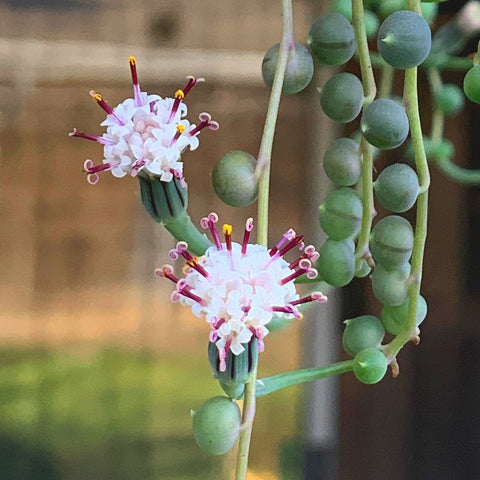 How to Grow String of Pearls into Waterfalls – Thenextgardener