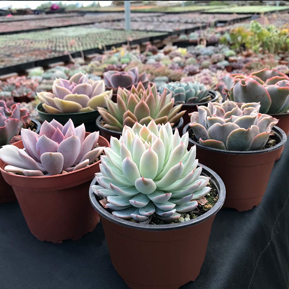 colorful succulents echeverias potted