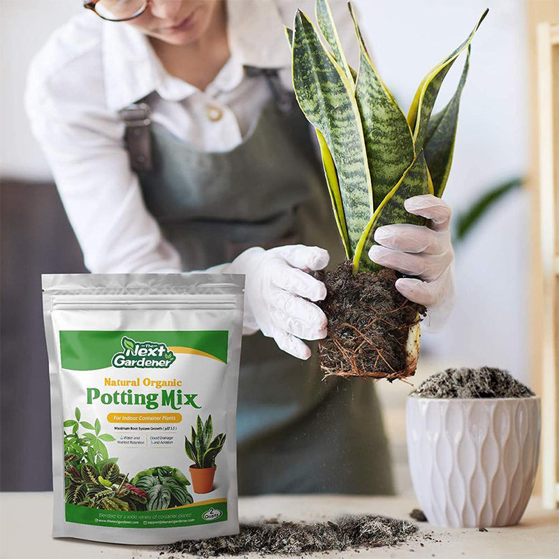 one-woman-is-repotting-a-snake-plant-with-potting-soil-on-the-table