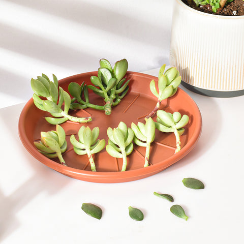 8-succulents-stem-cuttings-are-placed-in-orange-pot-tray-with-one-container-plant-by-the-side