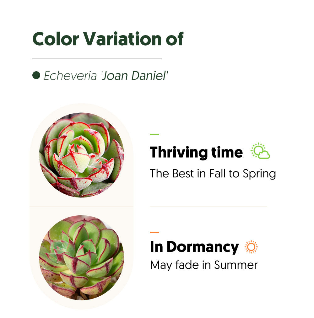 color variation of echeveria joan daniel