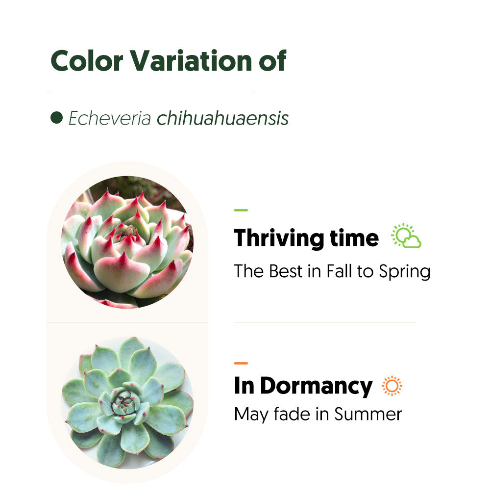 color variation of echeveria chihuahuaensis
