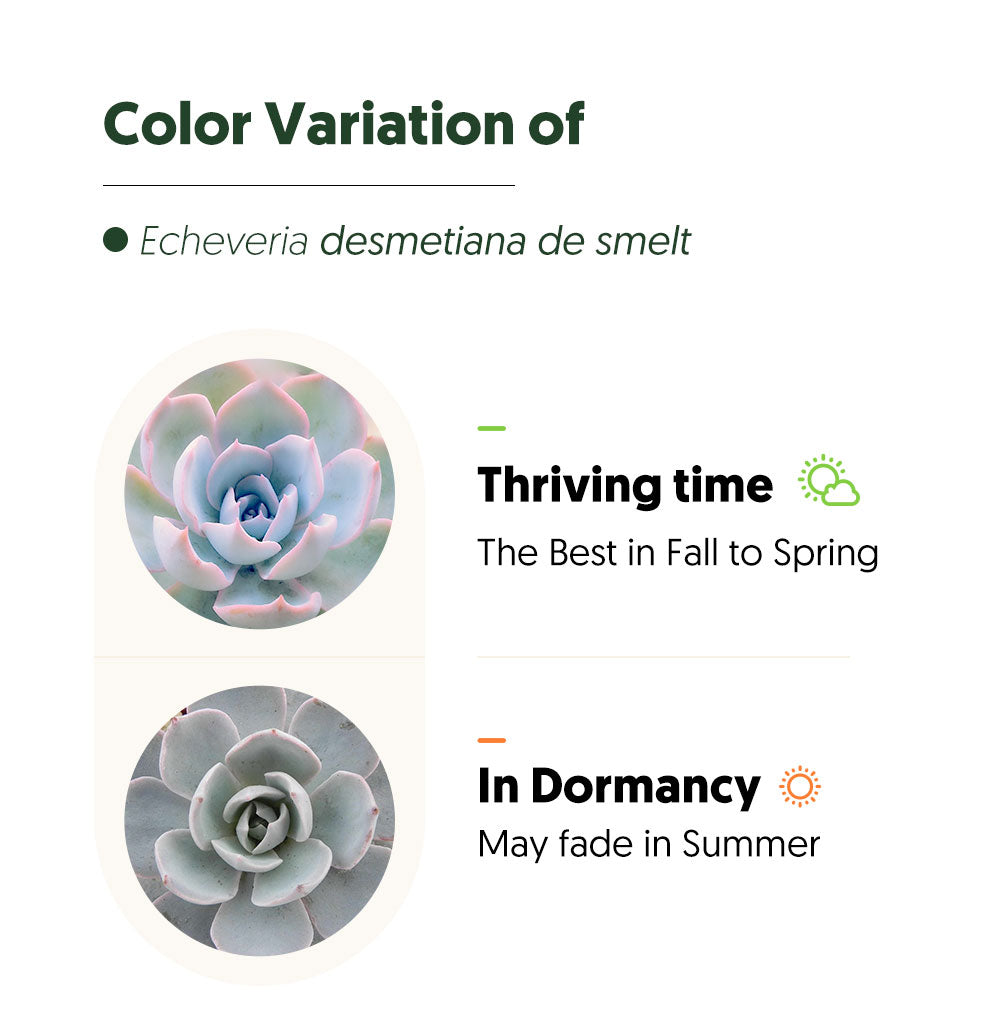 color variation of echeveria desmetiana de smelt