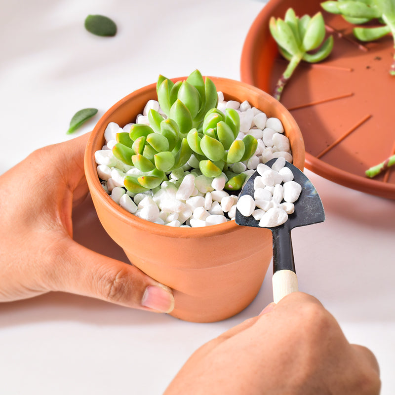 add-white-pebbles-at-the-top-of-one-containter-plant-as-top-dressing