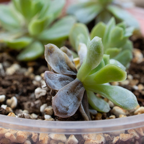 brown-succulent-leaf