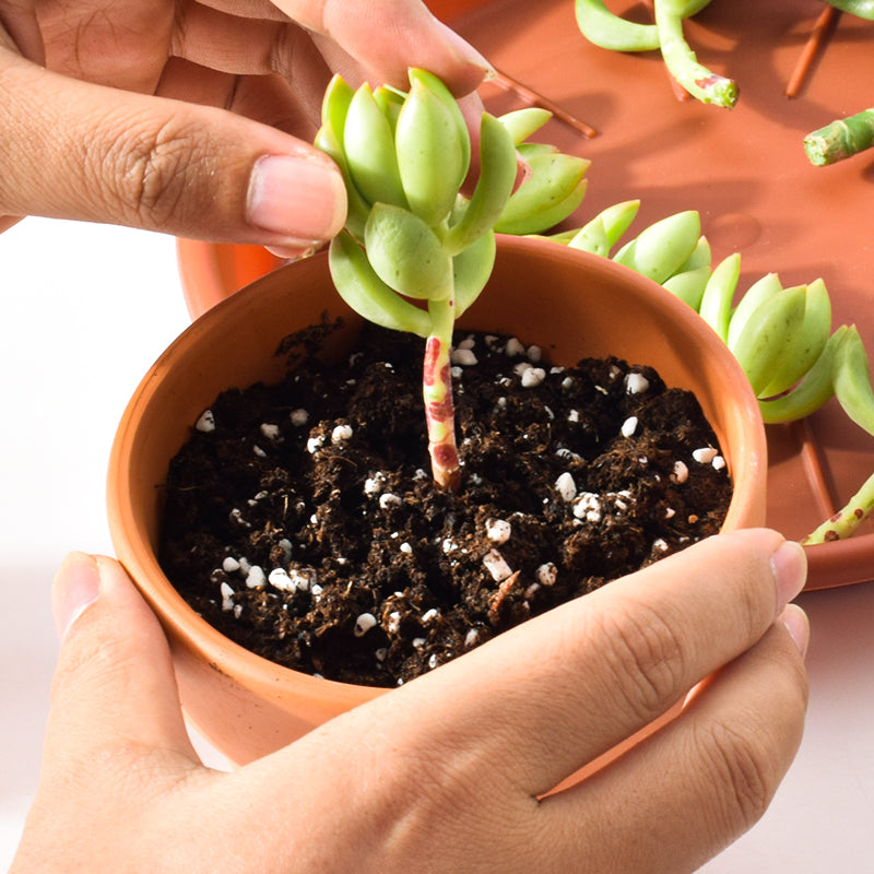 inserting-a-succulent-cutting-into-one-tecco-pot