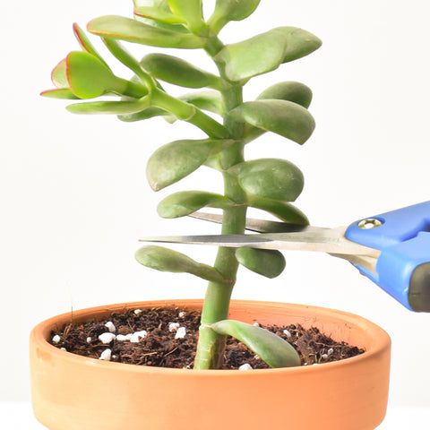 one-blue-scissor-is-cutting-the-stem-of-one-green-jade-plant