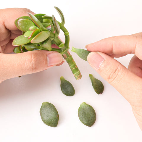 removing-bottom-leaves-from-one-green-jade-plant-cutting