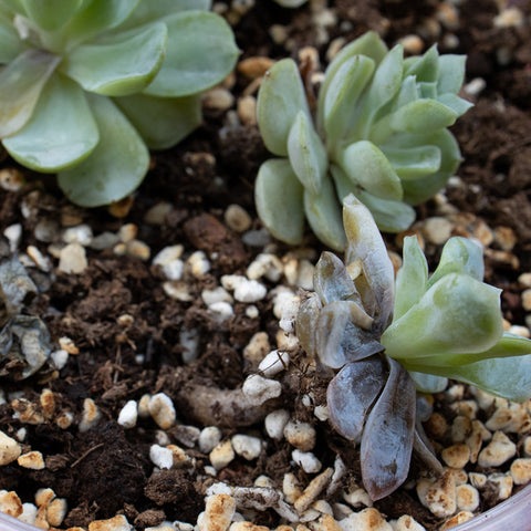 rot-and-sick-succulent-leaves
