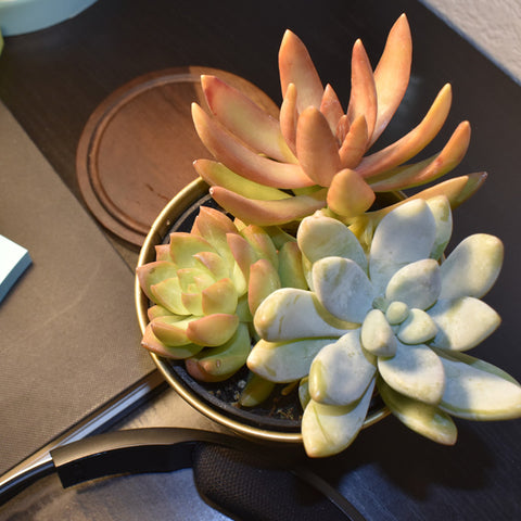 succulent-placed-by-a-notebook