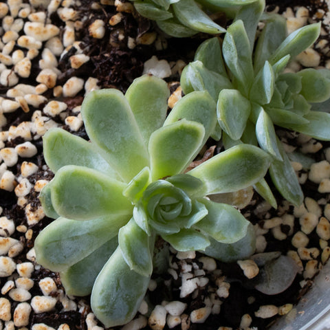 succulent-is-loosing-leaves