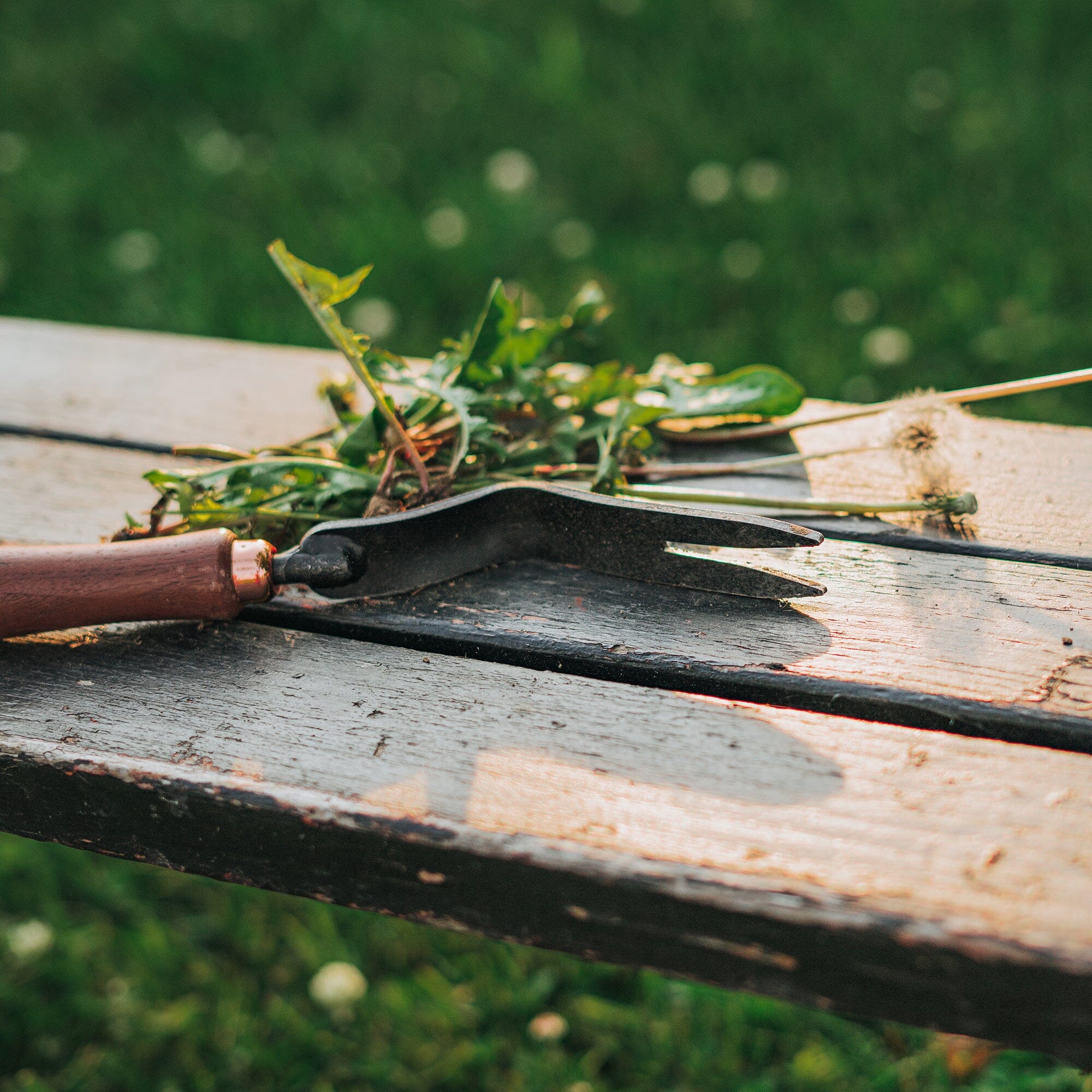 Dandelion Weeding Fork