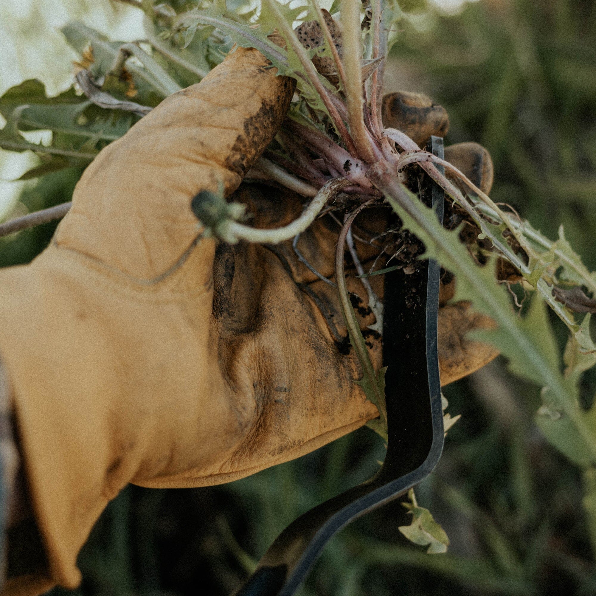 Dandelion Weeding Fork