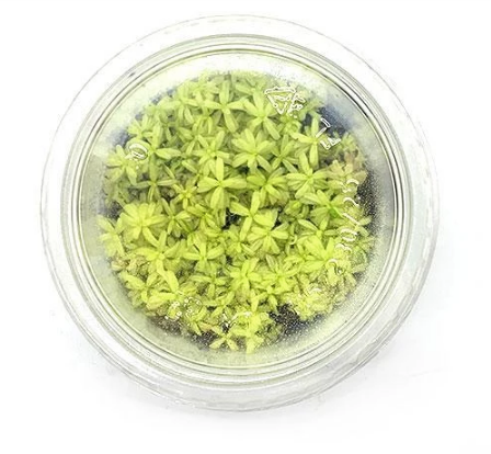 Rotala Rotundifolia Platinum Tissue Culture