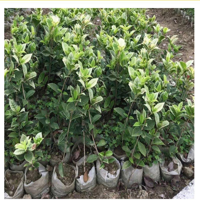 Biodegradable Non-woven Seedling Pots - Eco-Friendly Planting Bags for Nursery and Plant Growth