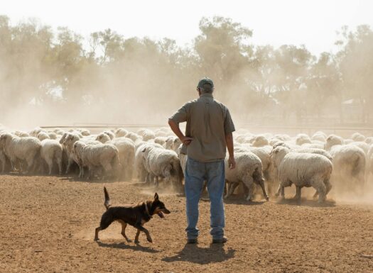 thermal drone for Practical Farm Management