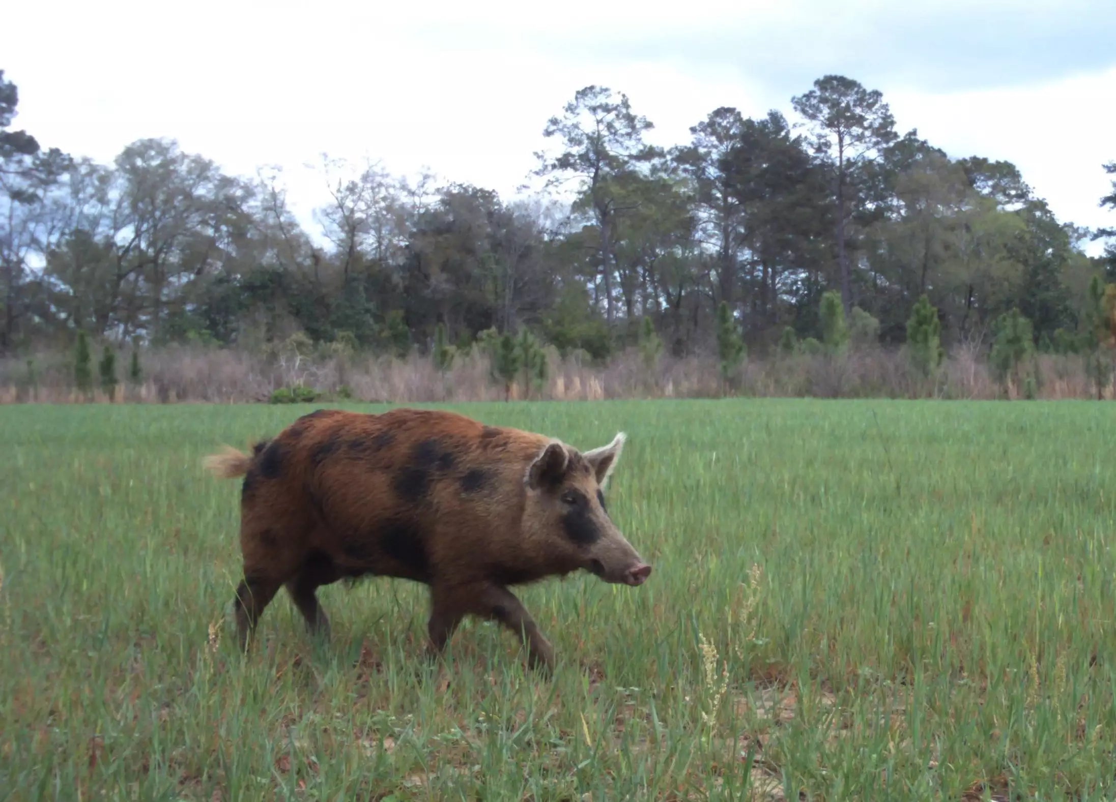 joe budd hog cropped