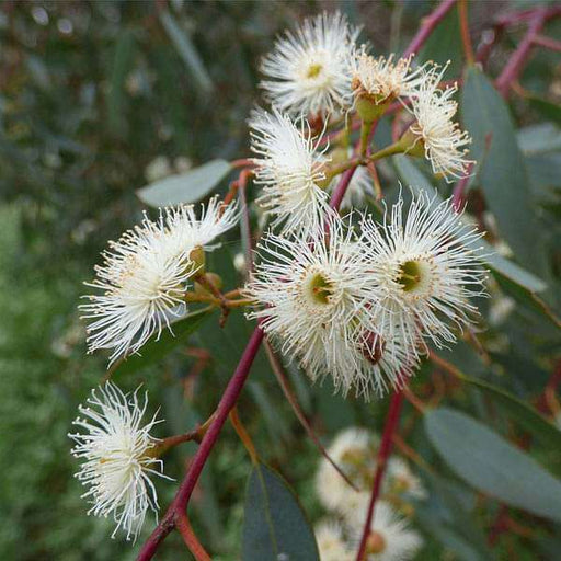 eucalyptus camaldulensis, river red gum - 0.