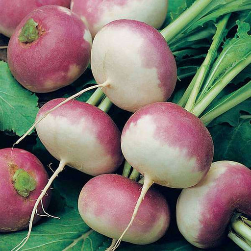 turnip purple top 