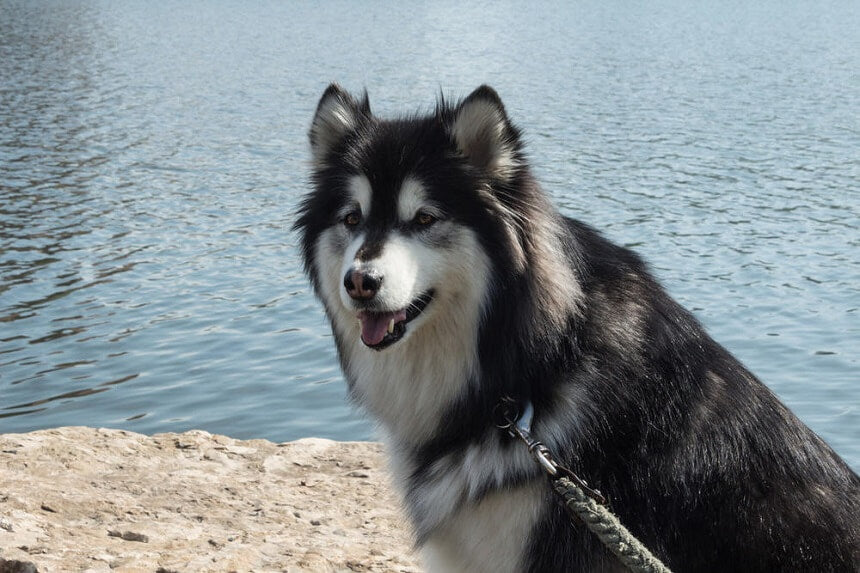 Alaskan Malamute detail