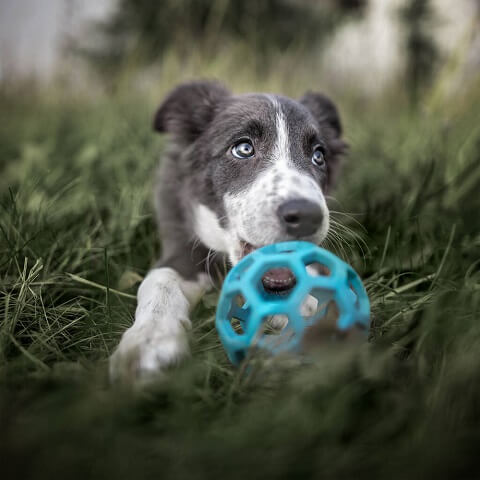 DOG CHEW BALL