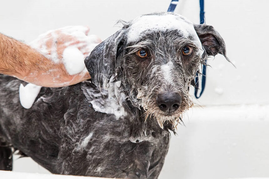 How Often Should You Bathe a Dog