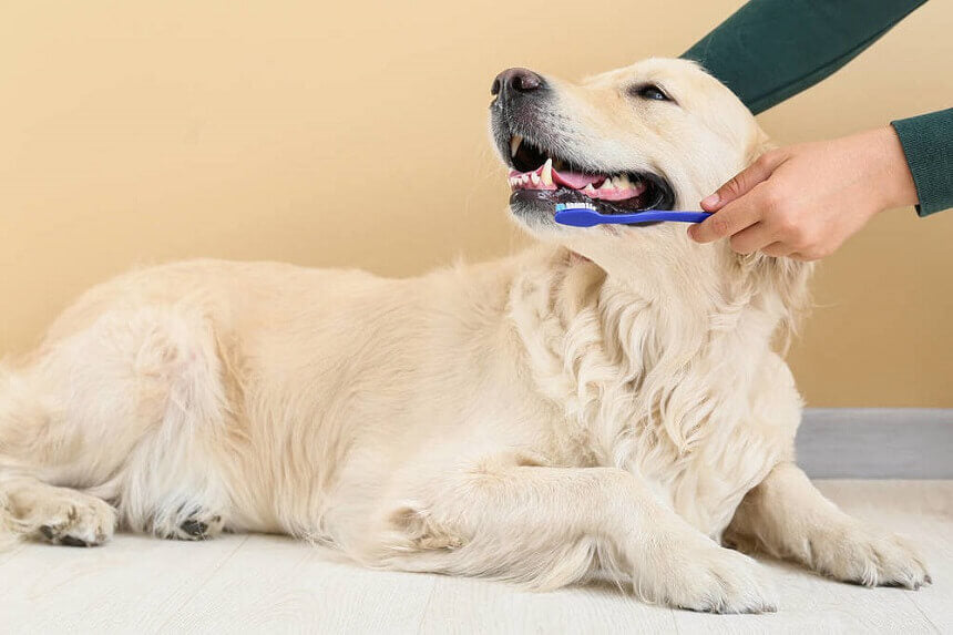 How to Brush Dog’s Teeth