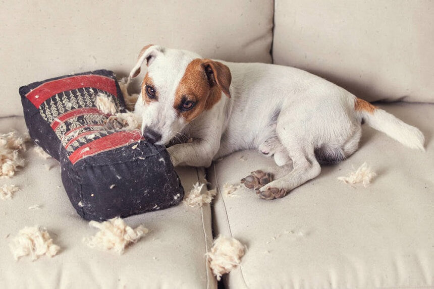 Puppies Chewing Everthings