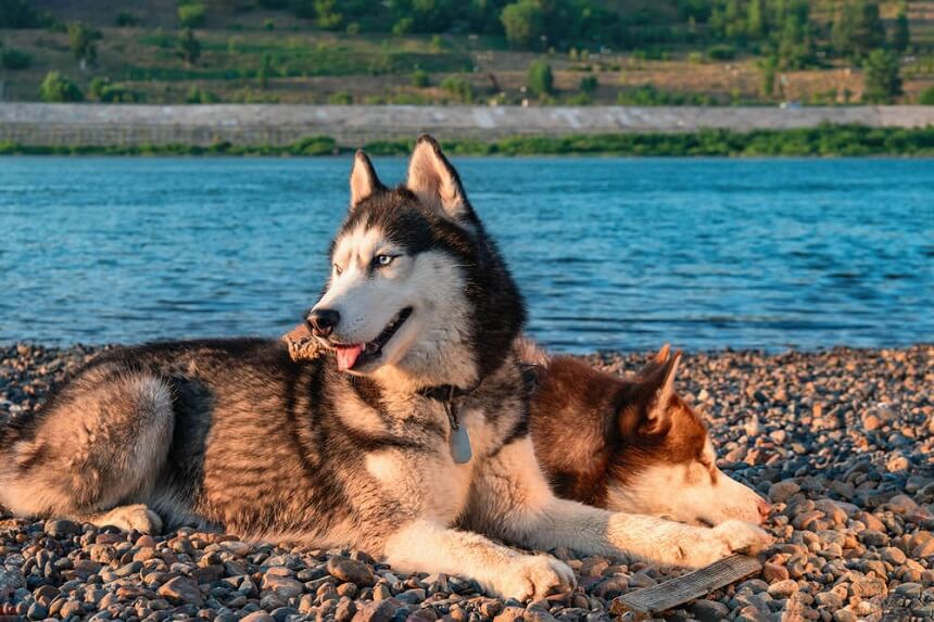 Siberian Husky