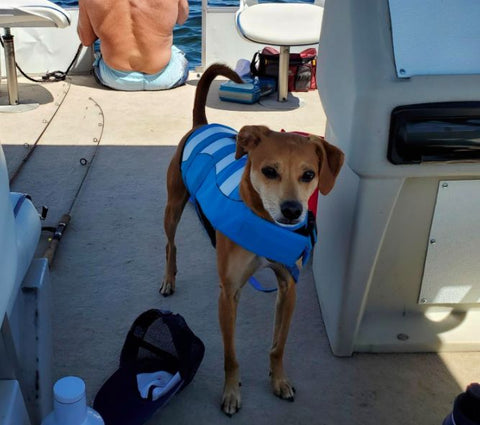 adjustable dog life jacket