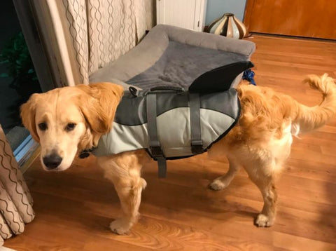 dog life jacket shark fin