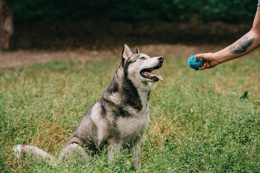 dog fetch toy