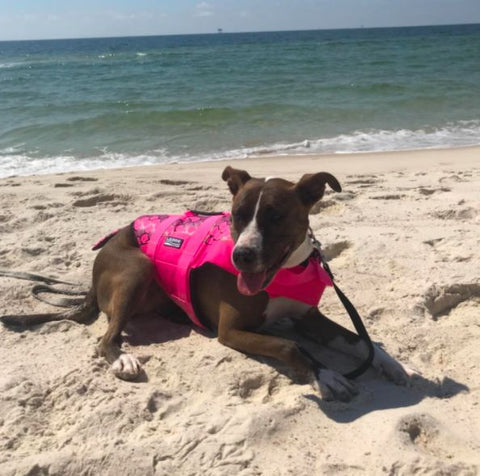 large dog life jacket