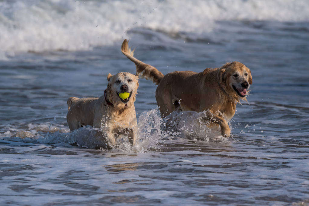 retrievers 