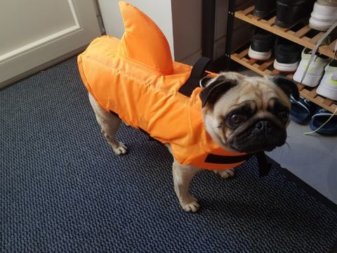 small dog life jacket