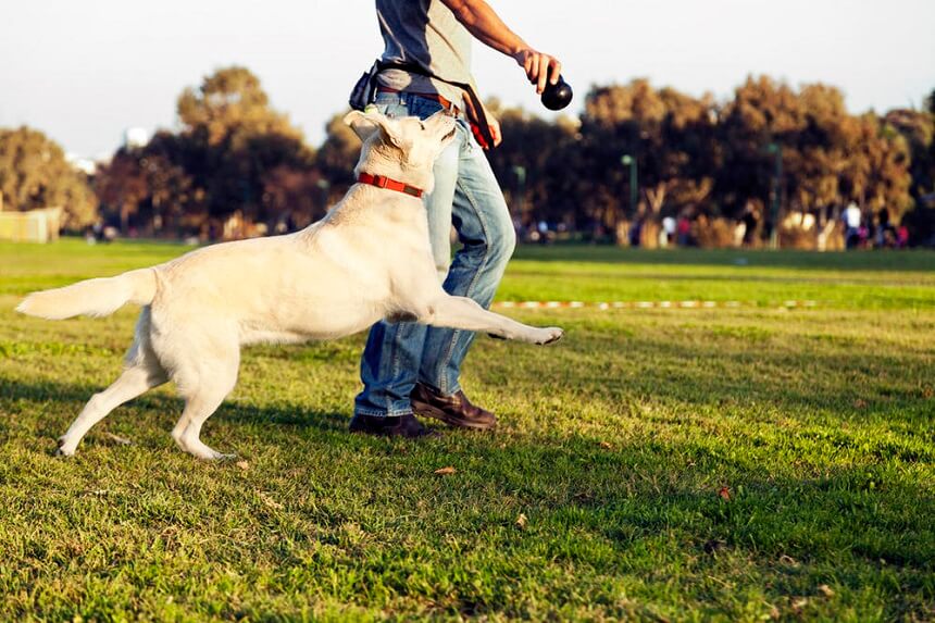 teaching a dog fetching