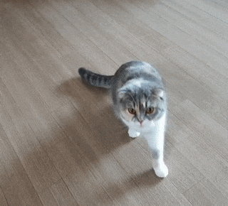 Fetch Toy For Cats
