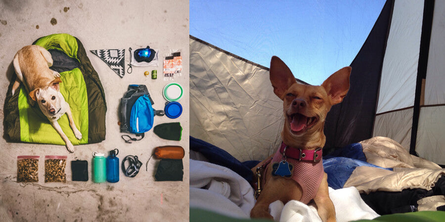 Camping gear laid on the floor with dog and pet supplies