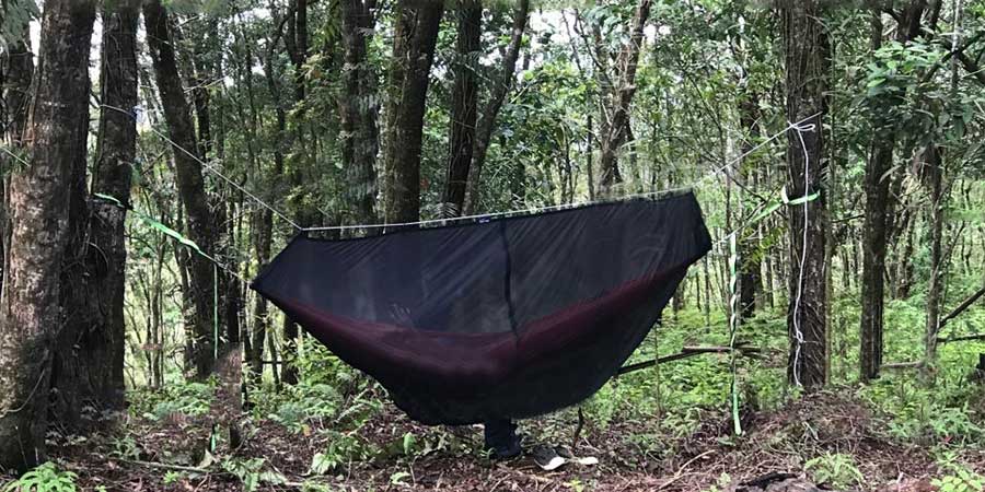 Person lying in bug net hammock in the forest