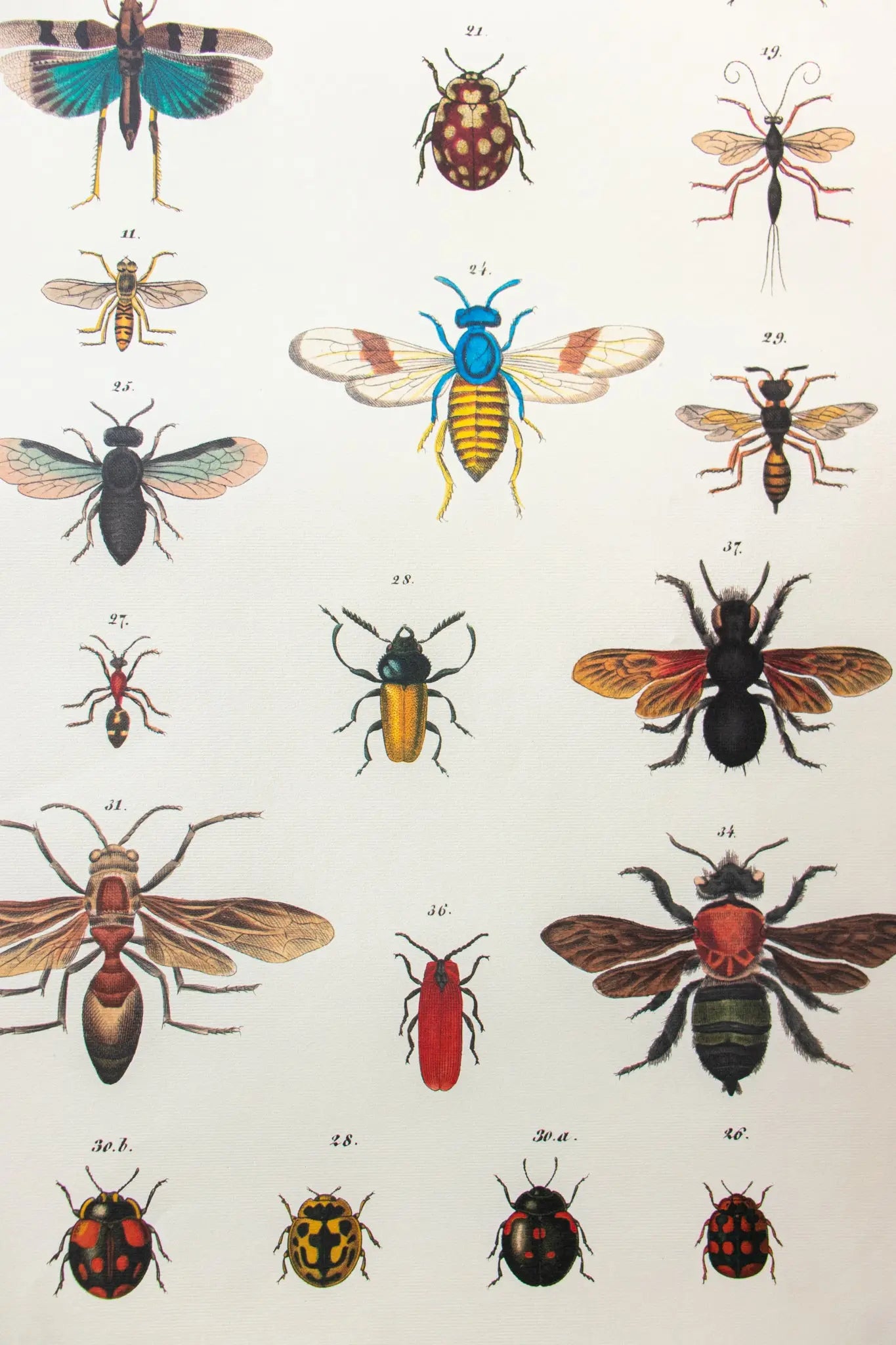 Insects Scientific Chart