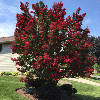 black diamond03 crape myrtle - red hot64