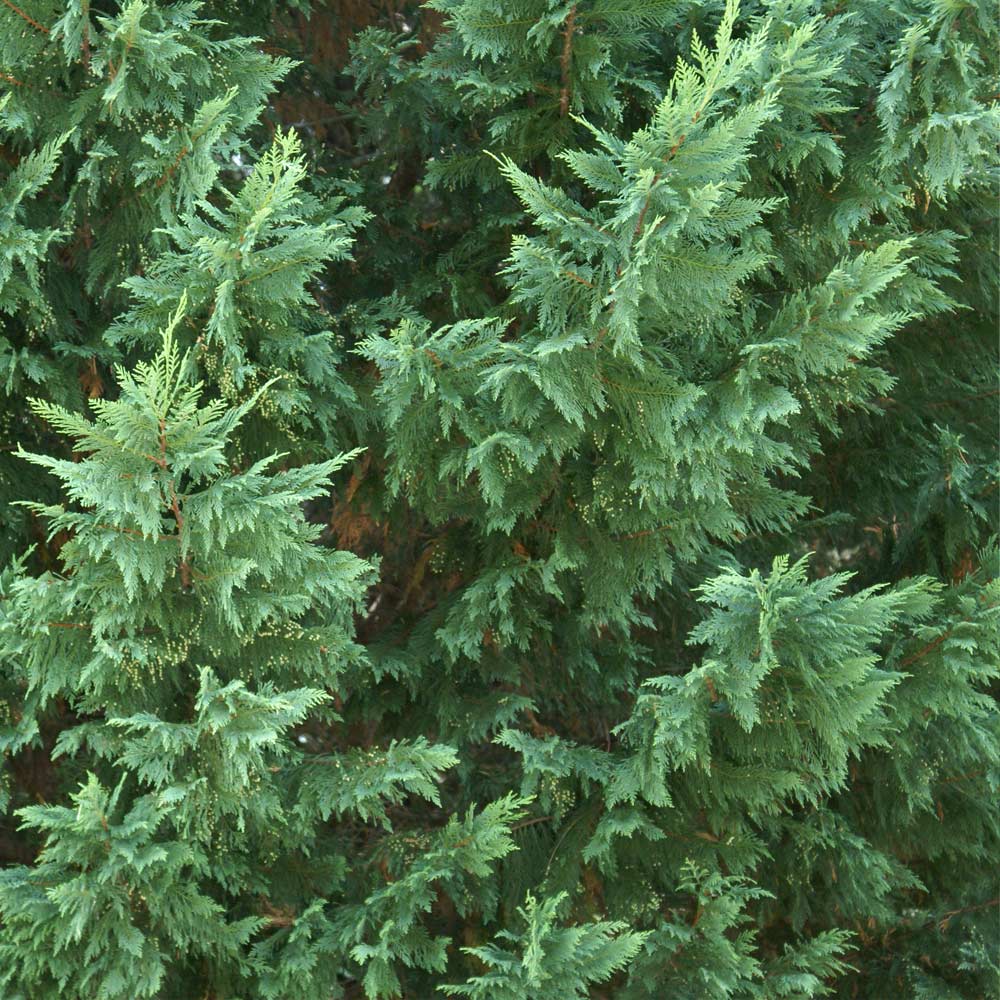 leyland cypress tree