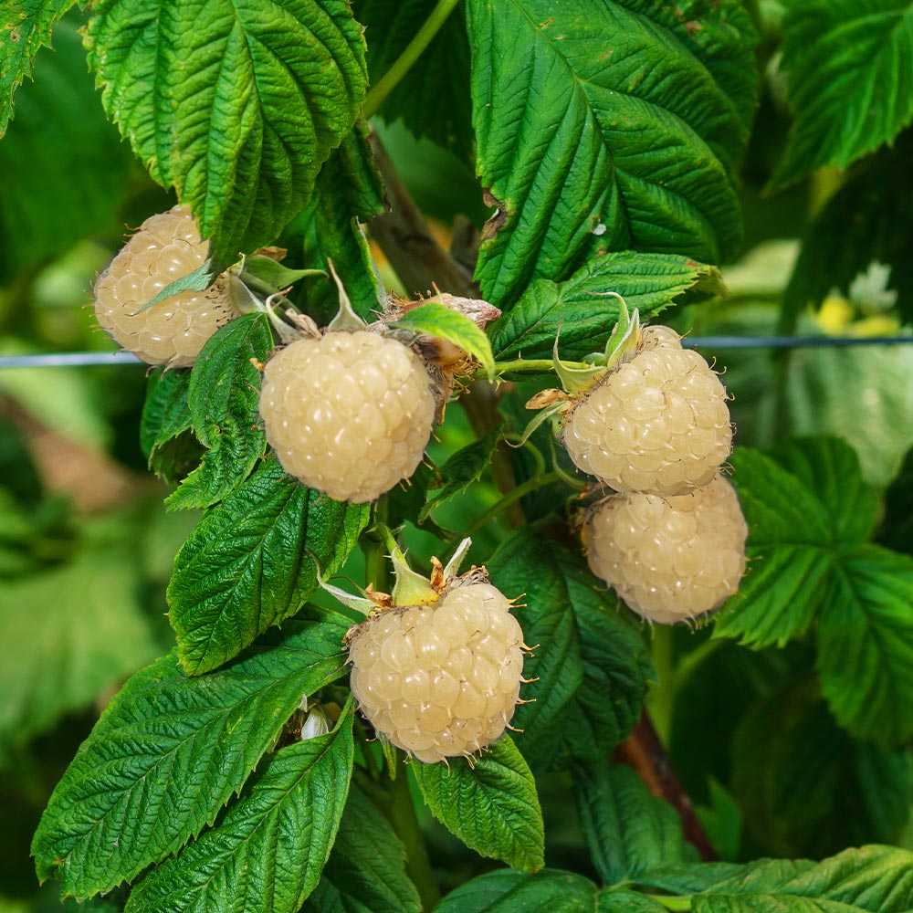 snowbank white blackberry bush