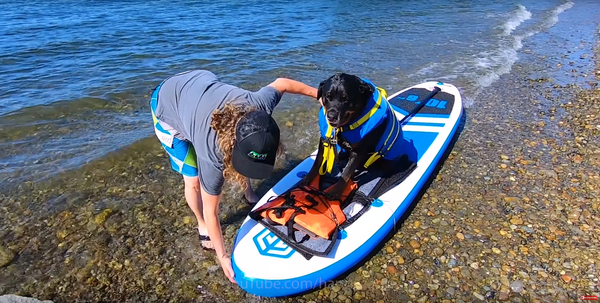 paddle boarding with dogs
