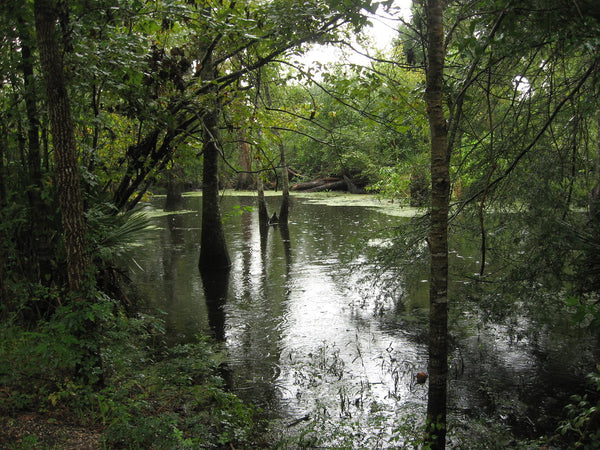 paddle boarding in Louisiana Barataria Preserve Trails