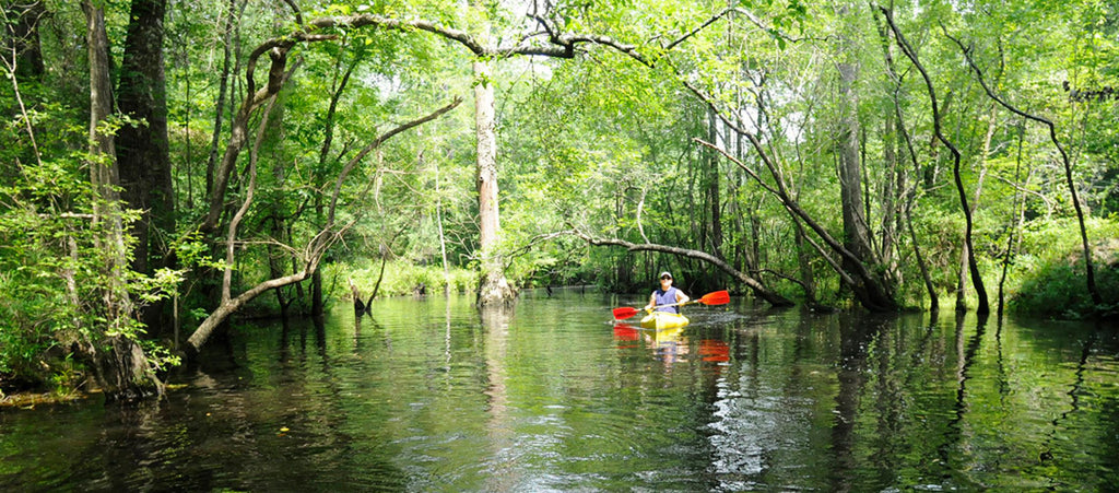 Cape Fear River paddle boarding in North Carolina