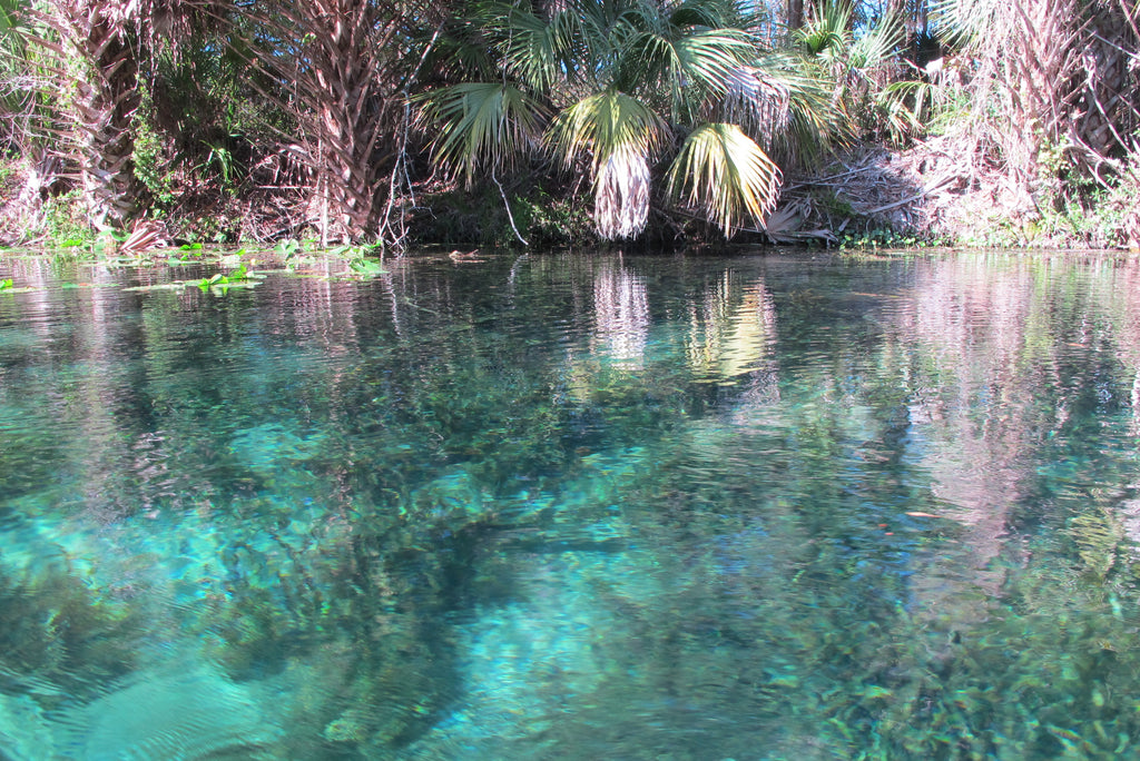 Silver Springs State Park Paddle Boarding Orlando